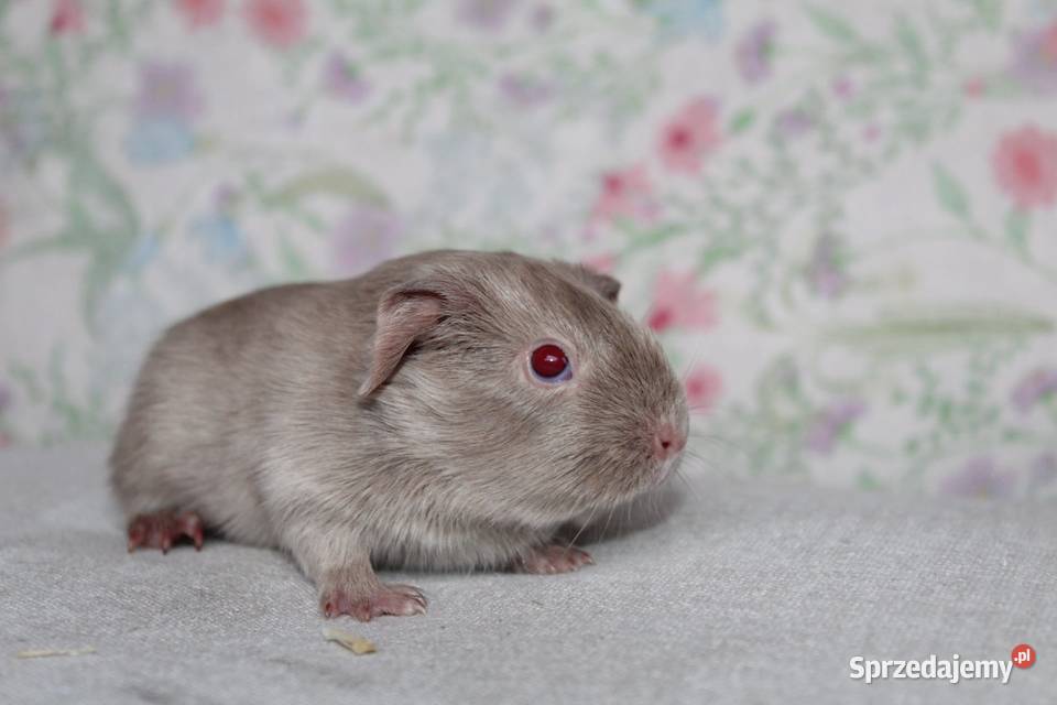 Świnka morskaświnki morskie cavia domowa Puszczykowo