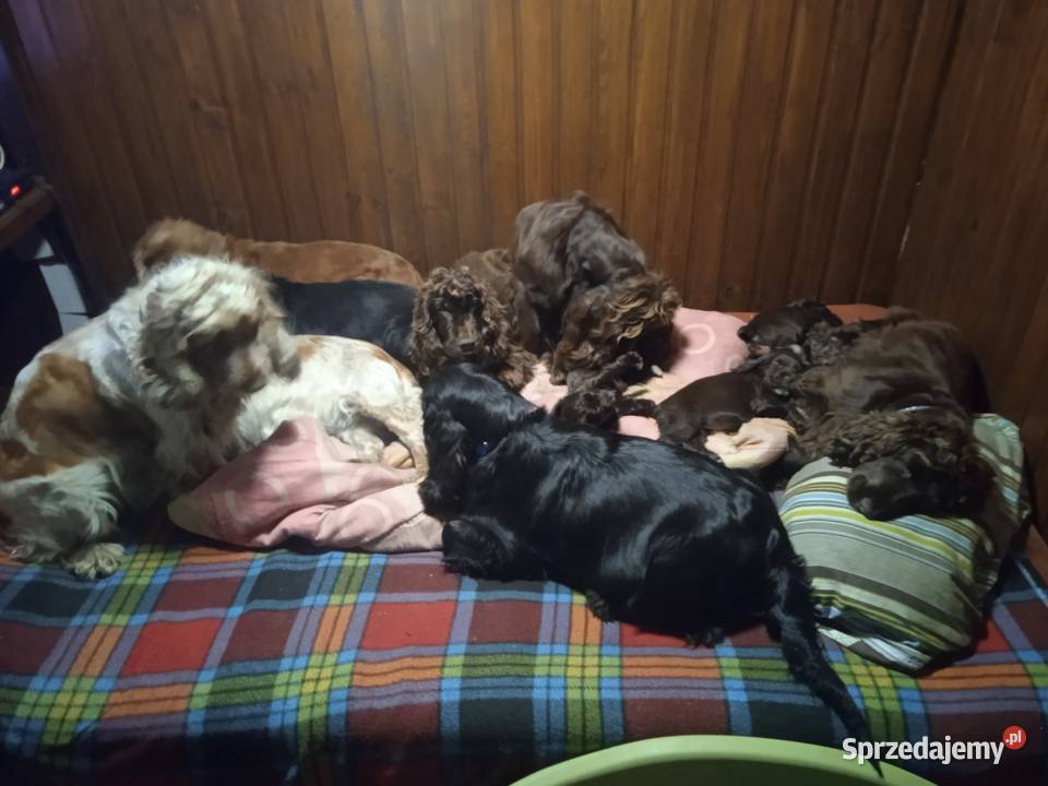 Cocker Spaniel Angielski czekoladowy i sobolowy Okolusz