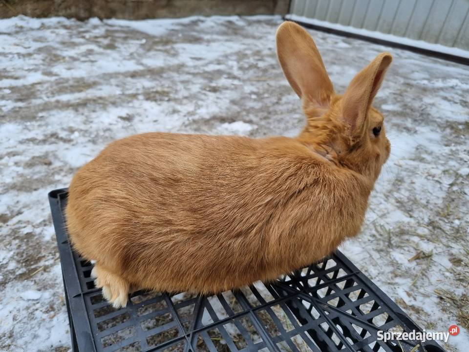 Kroliki baran francuski burgundzkie mazowieckie Garwolin