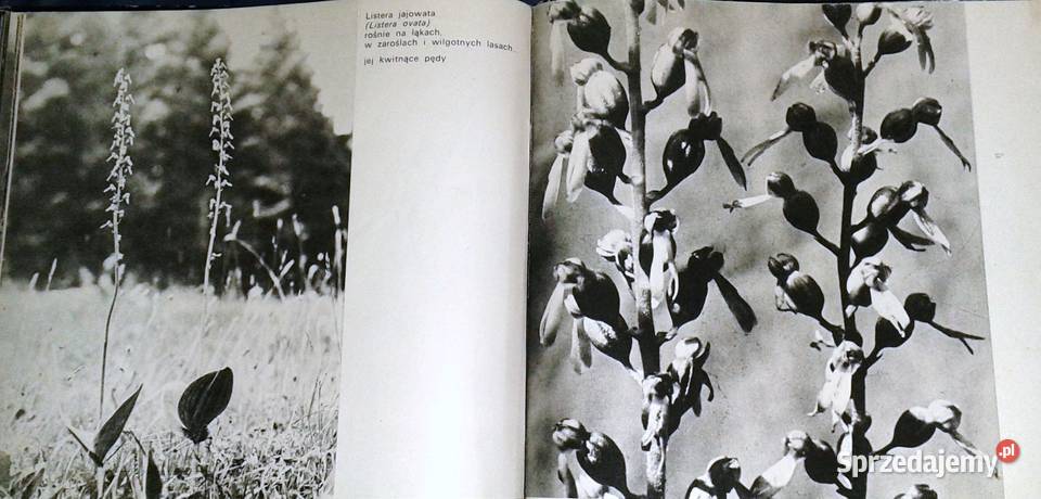 Rośliny chronione w Polsce Władysław Strojny Chełm