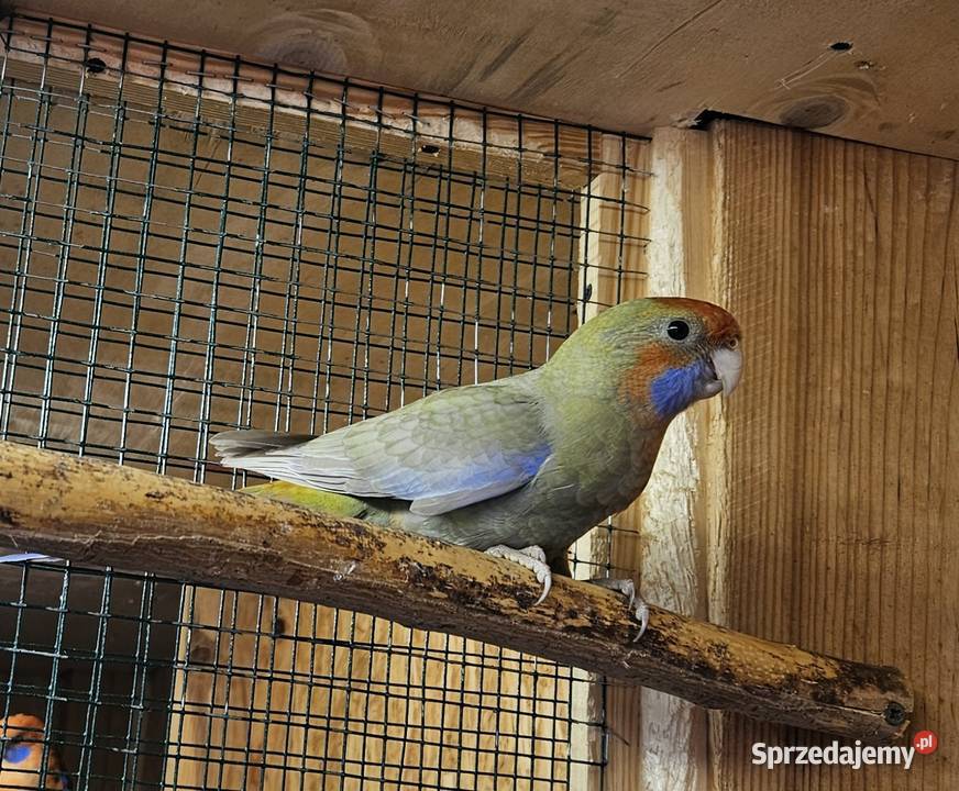 Sprzedam papugi Rozele Królewskie 2025r Ptaki wielkopolskie