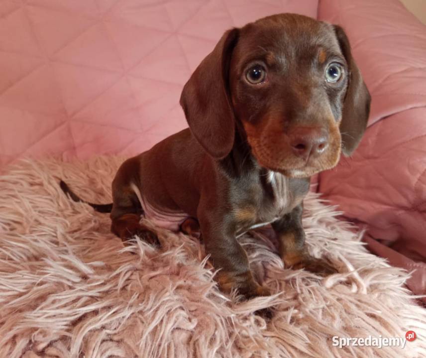Jamnik brązowy podpalany szczenię Jamnik Spiczyn