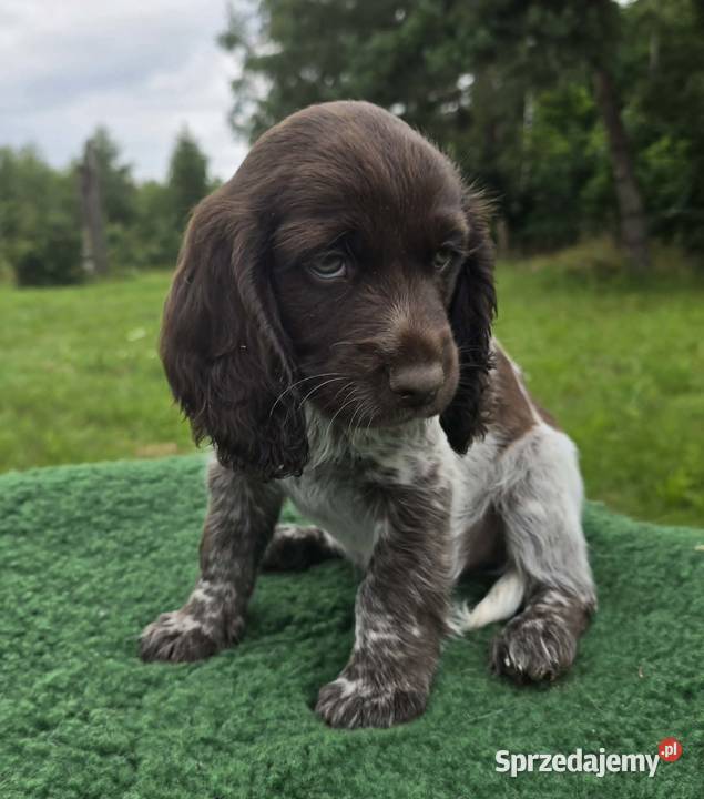 Polski Spaniel Myśliwski planowany miot warmińsko-mazurskie Święta Lipka