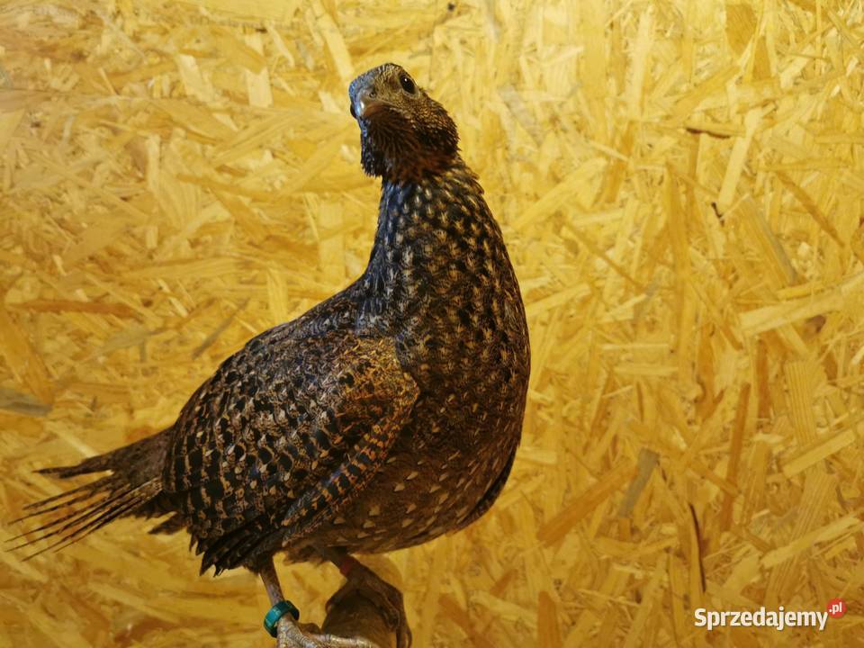 Bażanty Tragopan SATYR Tragopan czerwony Ptaki z małopolskie Andrychów
