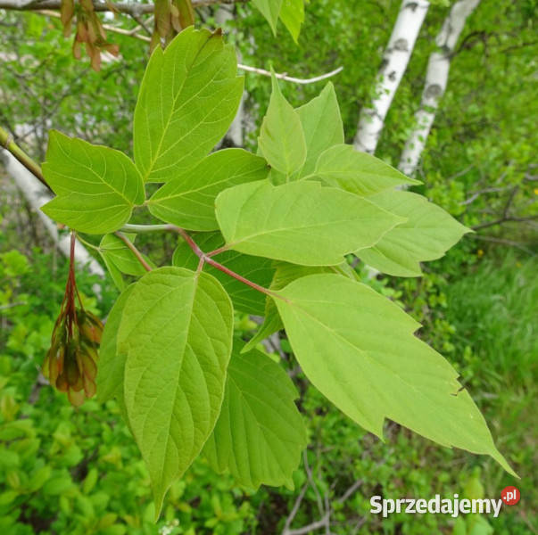 KLON JESIONOLISTNY Acer negundo NASIONA 300 Nasiona sprzedam