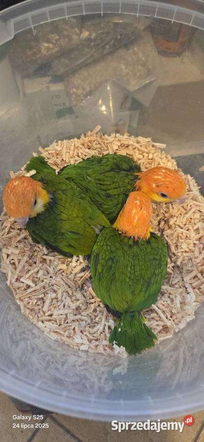 Papugi Barwinka białobrzucha Pionites zachodniopomorskie Szczecin sprzedam