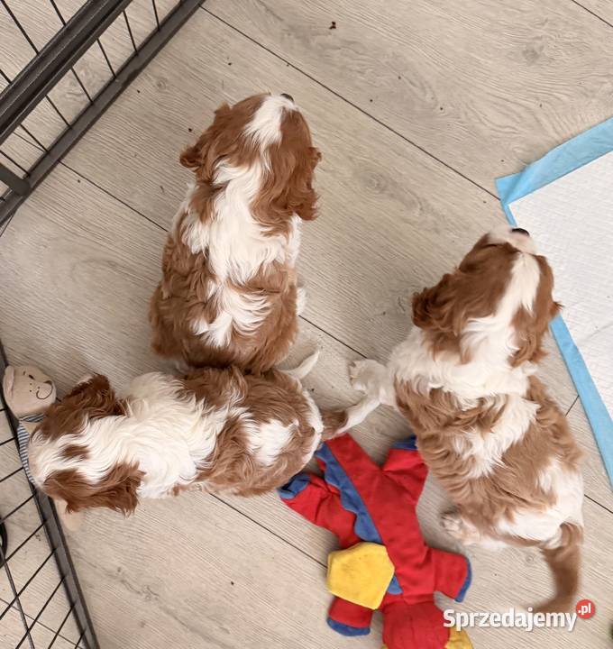 Cavalier King Charles Spaniel śląskie Kroczyce sprzedam