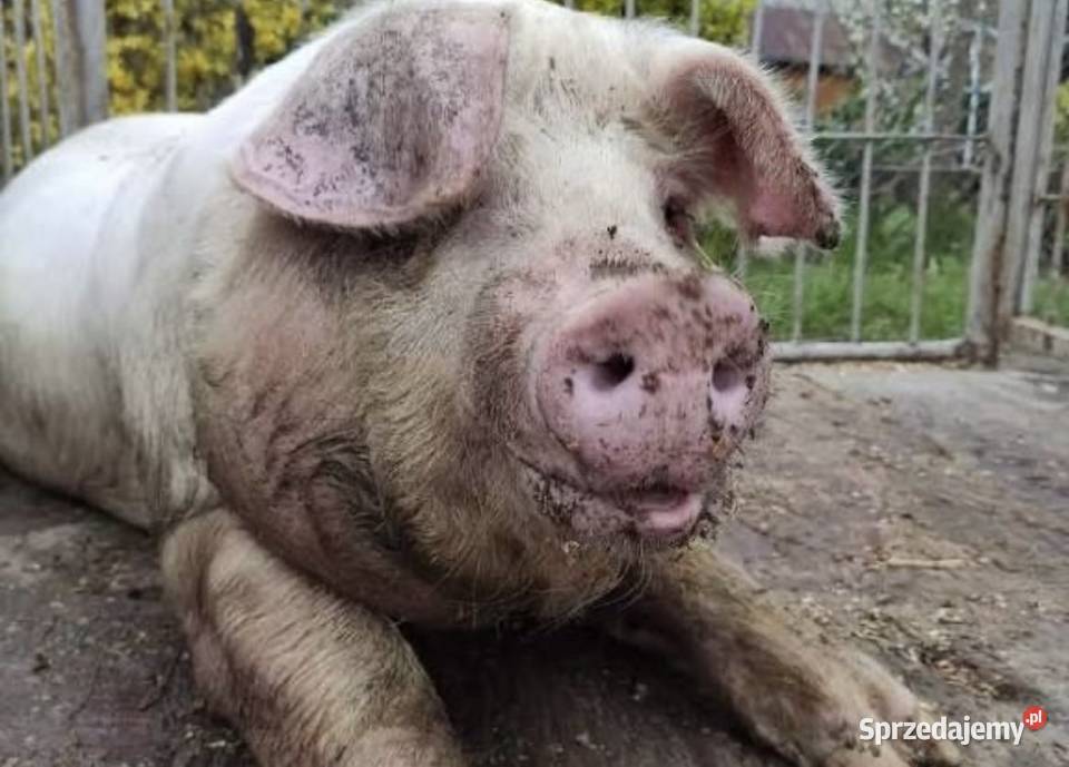 12 młodych macior prośnych prosiaki knur Grabina Wola sprzedam