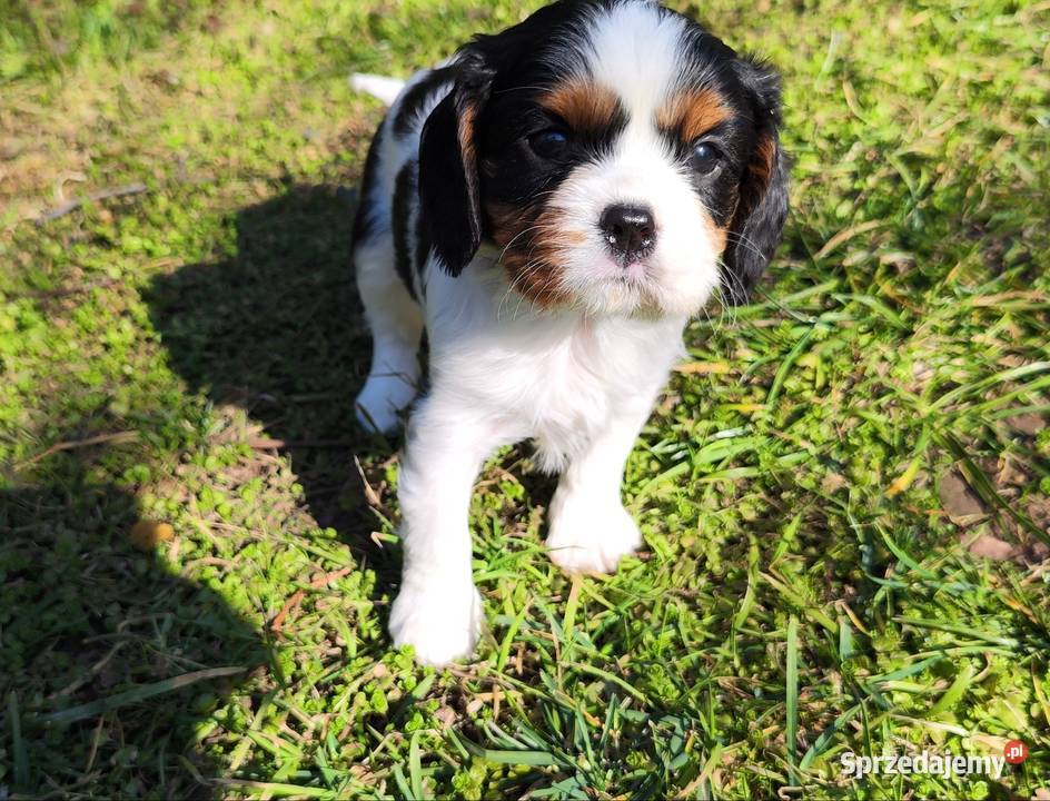 szczenięta cavalier k ch spaniel podkarpackie Rzeszów