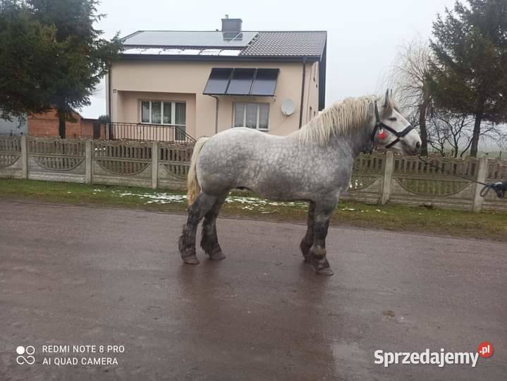 Klacz Konie Sielec
