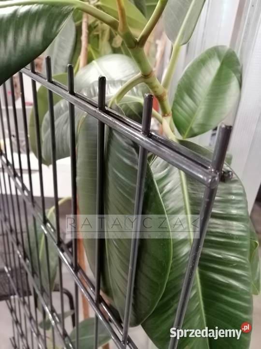 Panel 2D 868mm 143m Systemowe Przemysłowe Ogrodzenia i bramy Inowrocław