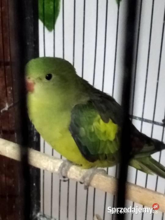 Papuga górska Świerklany