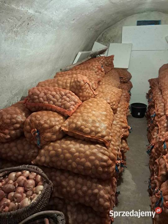 ziemniaki kaliber 356 Bellarosa Tajfun Łowcza sprzedam
