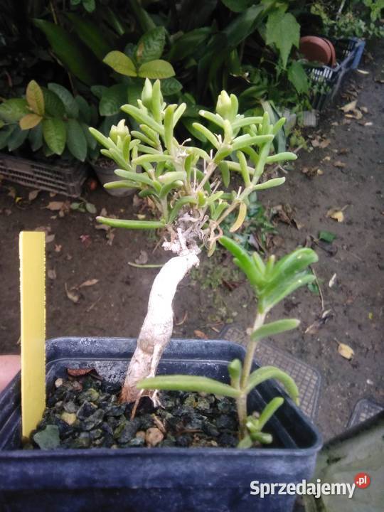 Ice Plant, Delosperma bosseranum - nasiona