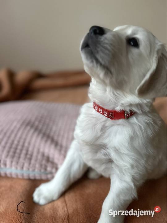 Golden Retriever FCI szczeniaki Stargard sprzedam
