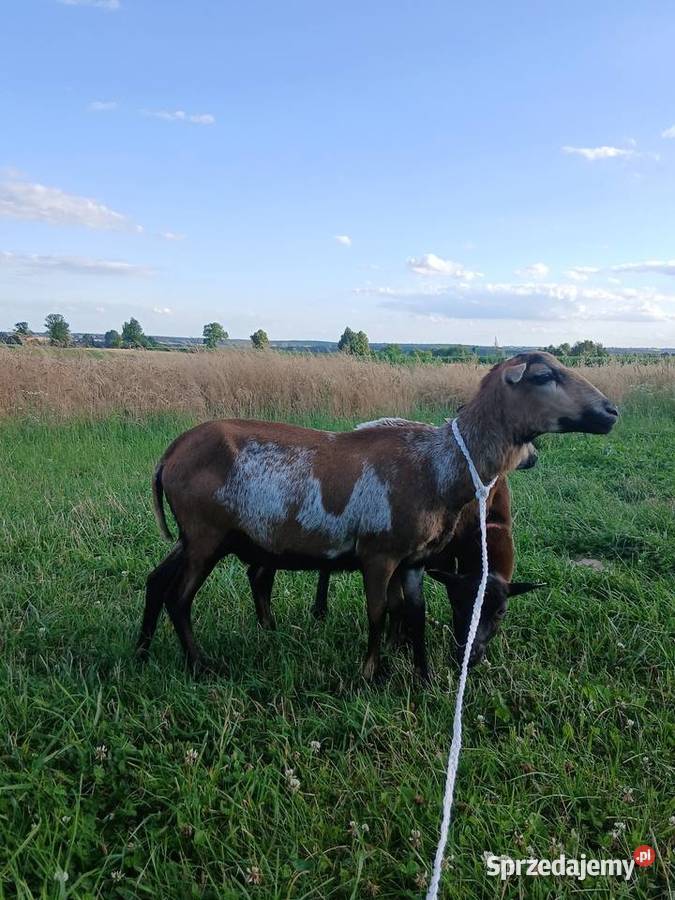Owce kameruńskie świętokrzyskie Piórków