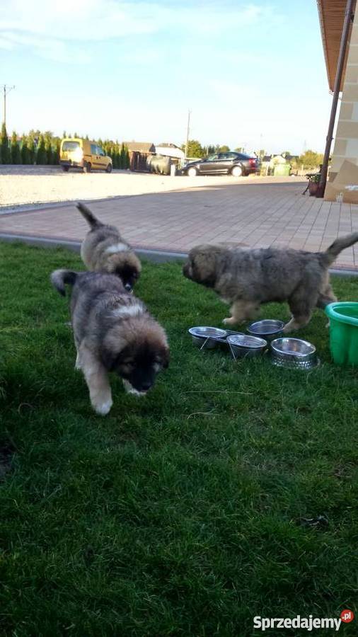 owczarek kaukaski suczka 10 tyg lubelskie