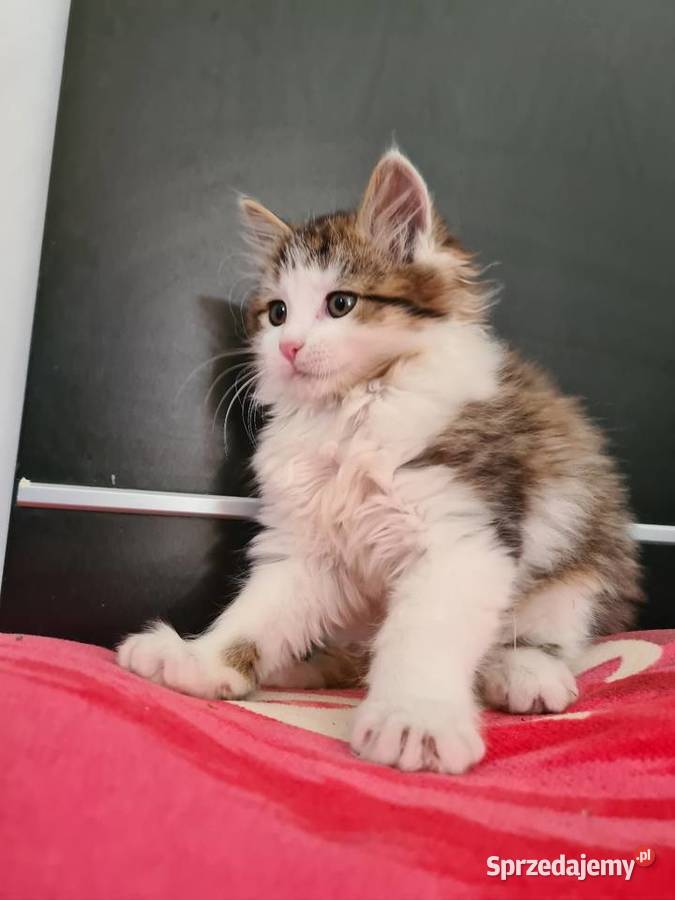 Maine Coon świętokrzyskie Drygulec sprzedam