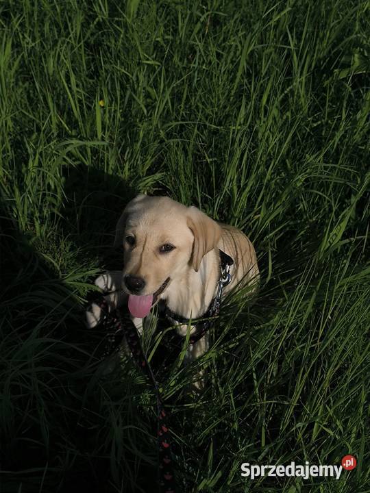 Labrador retriever łódzkie sprzedam