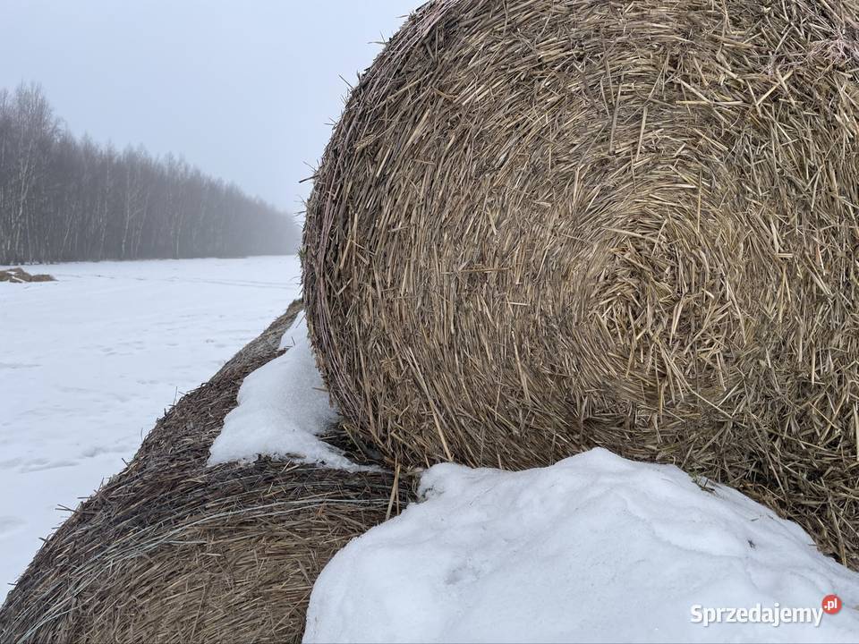 Słoma pszenżytnia i jęczmienna Łódź