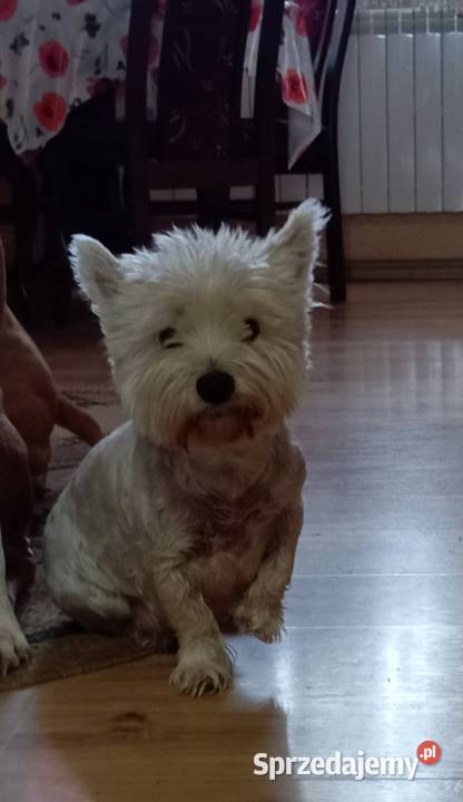 West Highland White Terrier