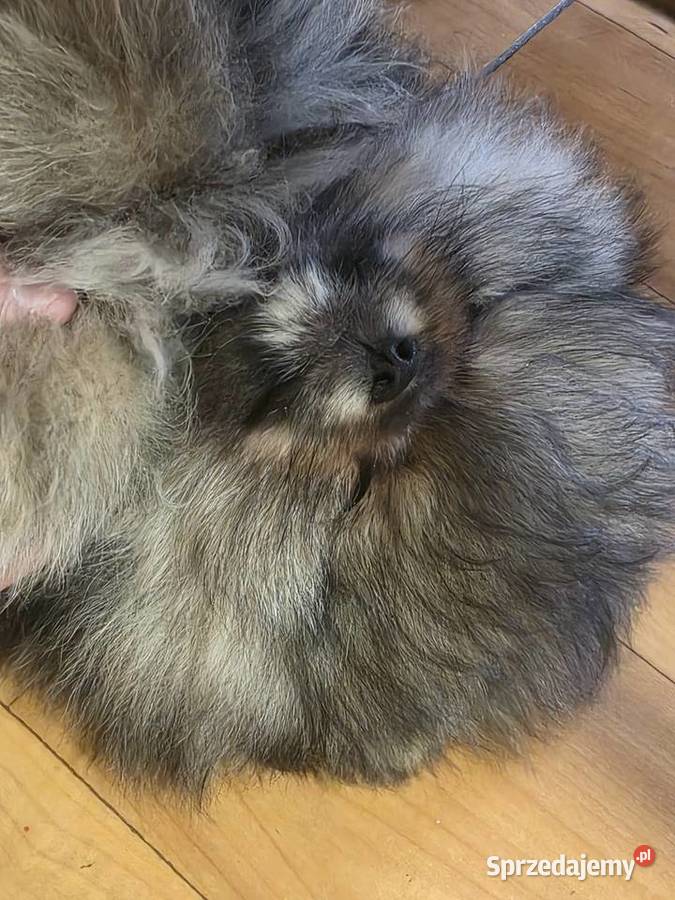 Szpic miniatirowy Pomeranian FCI