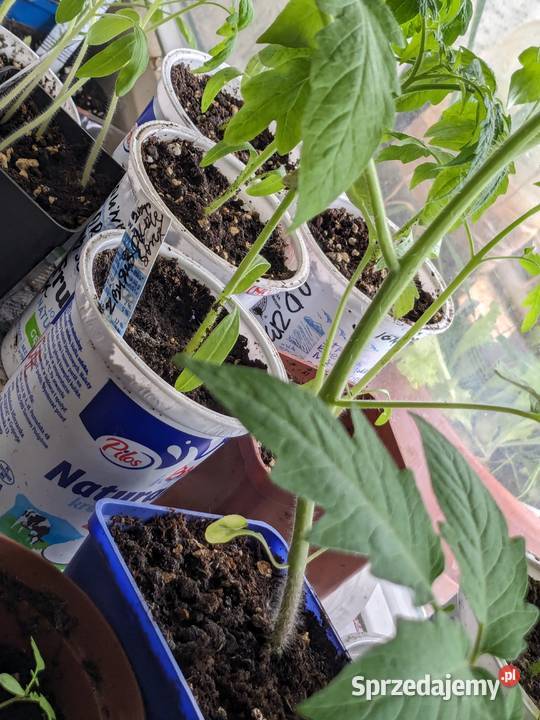 Kwiat Ślaz Różowykwiaty Nasiona kolekcjonerskie Kraków