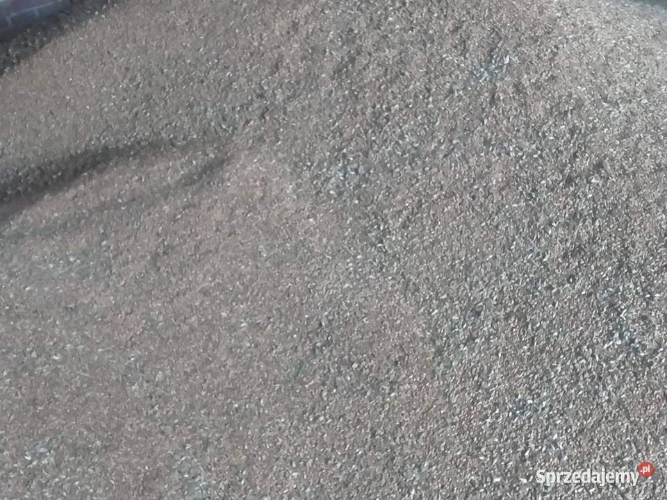 Pszenica Ozima Gostkowo