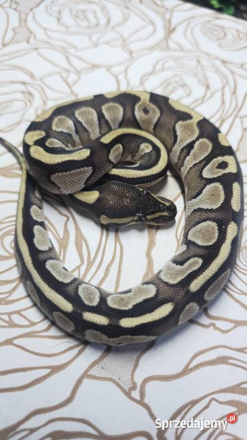 Wąż pyton królewski python regius samica Wrocław
