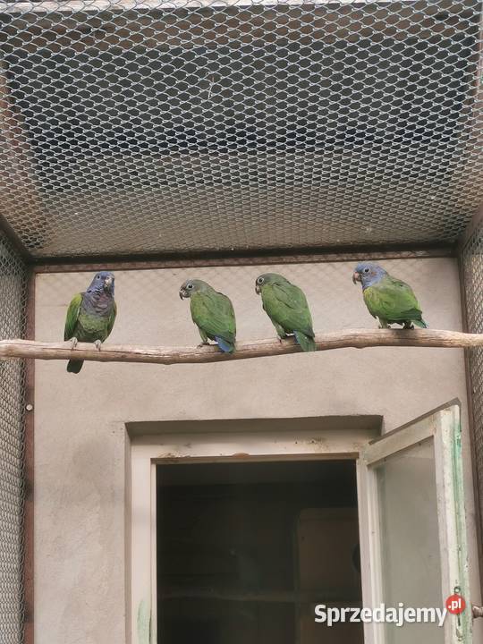 Piony niebieskogłowe z 2025r Rypin