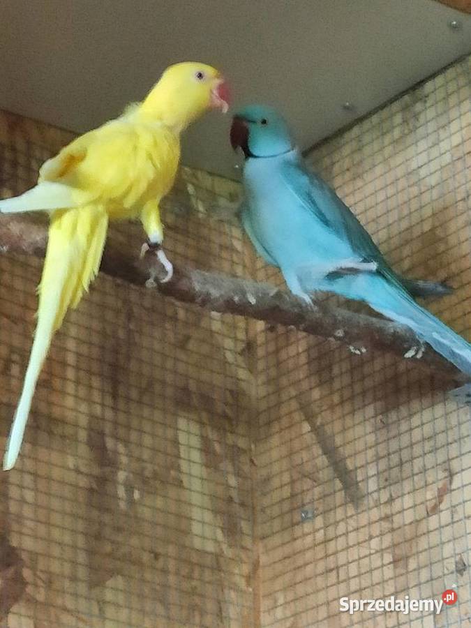 Aleksandretty kujawsko-pomorskie