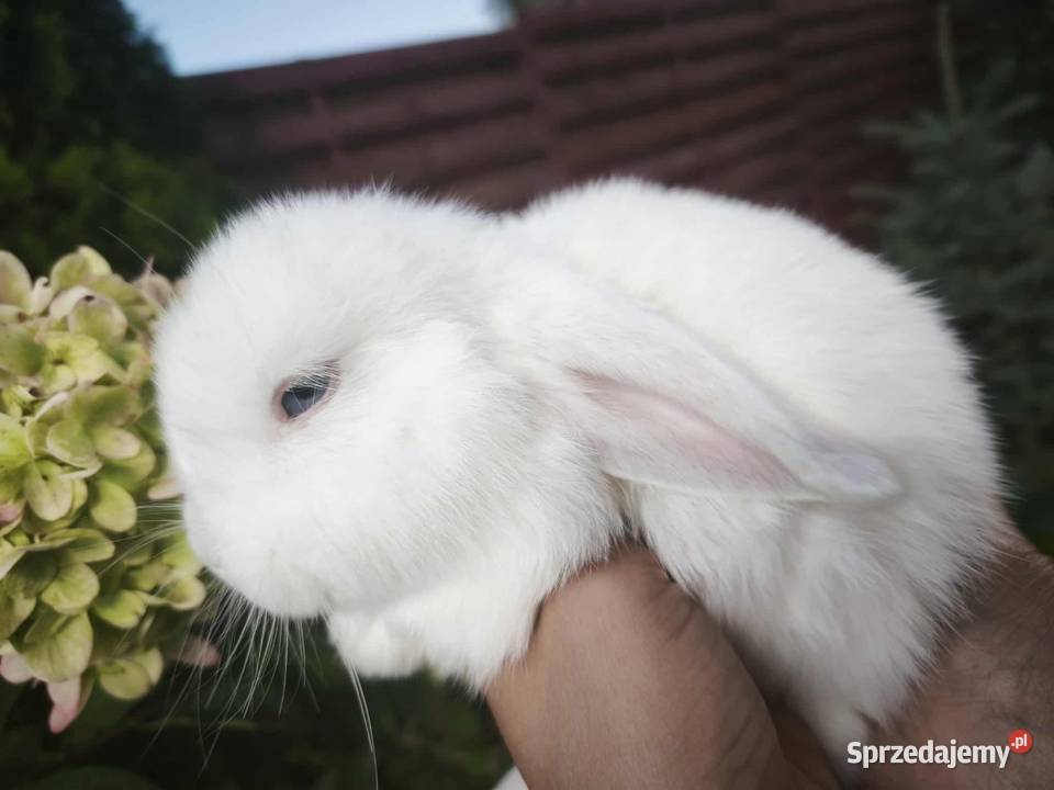 Królik miniaturowy mini lop Łochów sprzedam