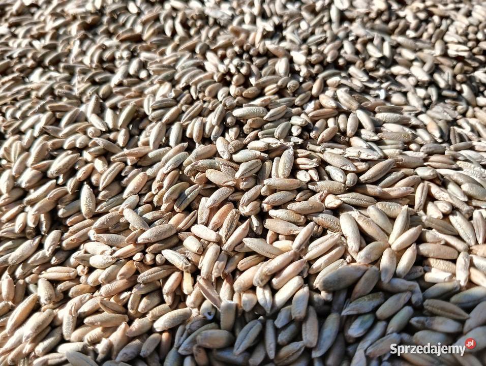 Sprzedam żyto do siewu łódzkie sprzedam