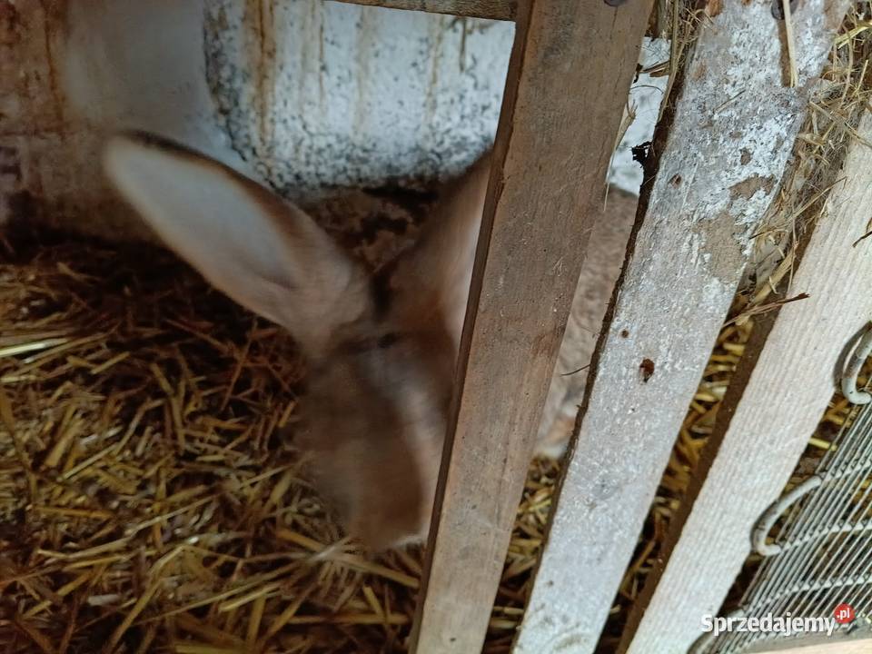 Króliki Słomniki