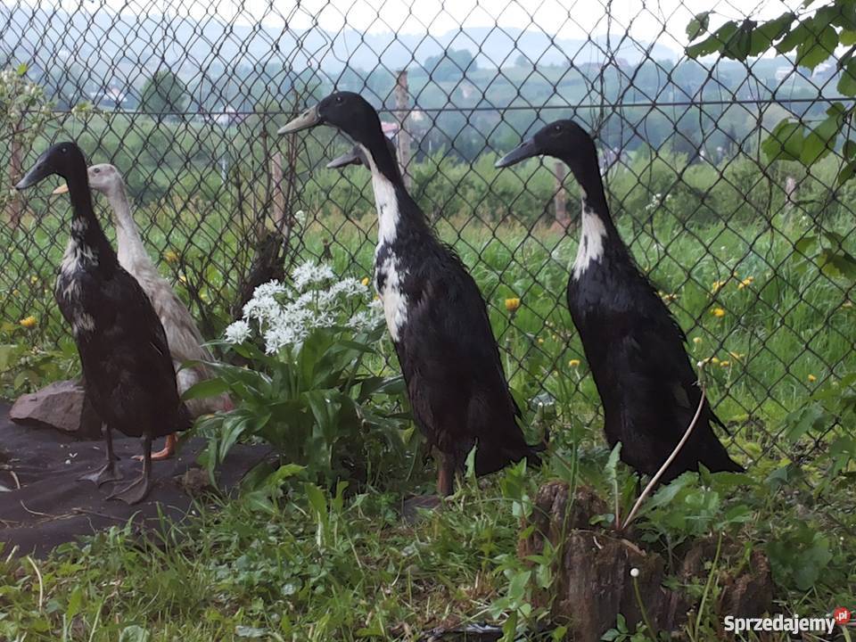 Sprzedam kaczki ozdobne małopolskie Limanowa