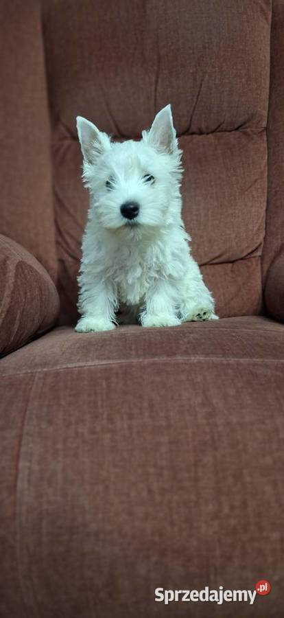 West Highland White Terrier