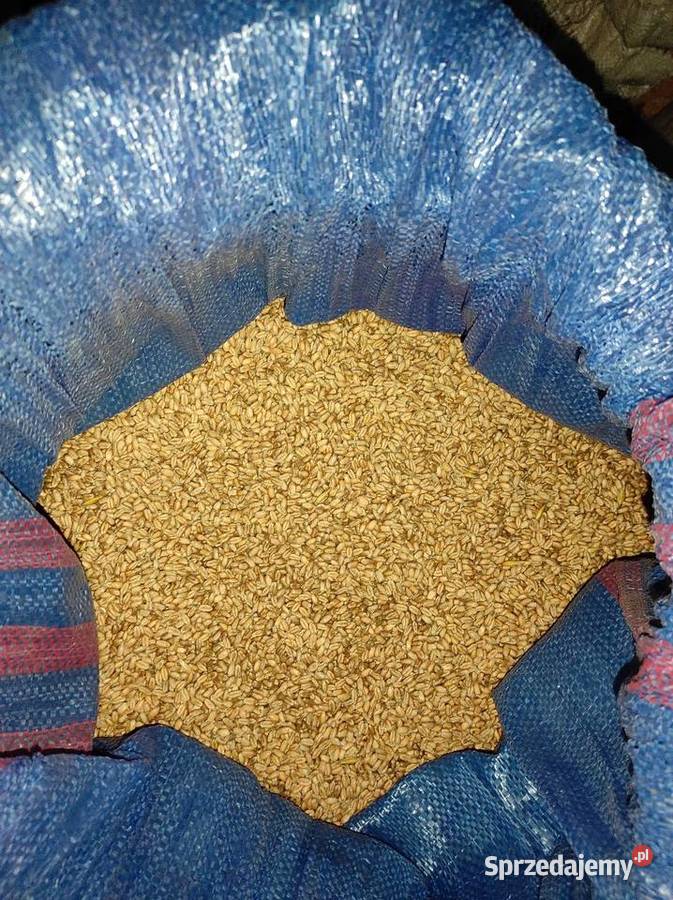 Pszenica Karczmiska Drugie