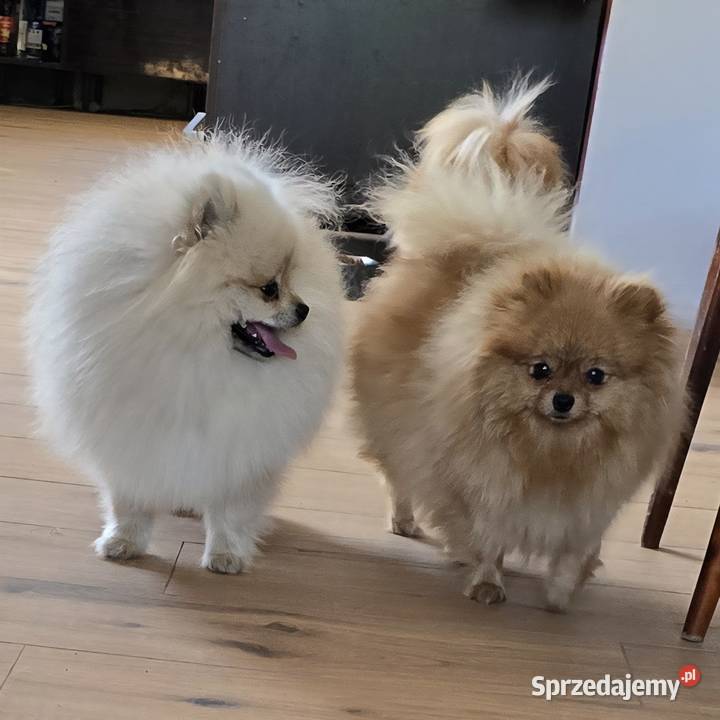 Pomeranian szpic miniaturowy zkwp FCI Piątkowisko