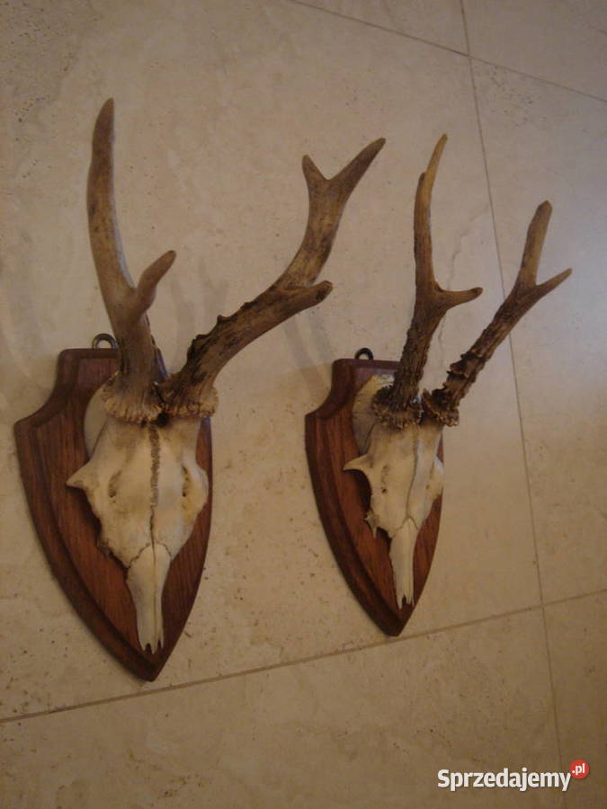 Poroże Parostki Rogi stare komplet dekoracja Łódź