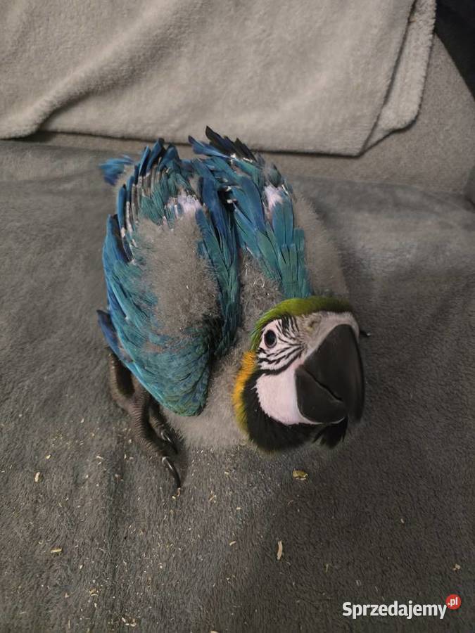 Ara ararauna