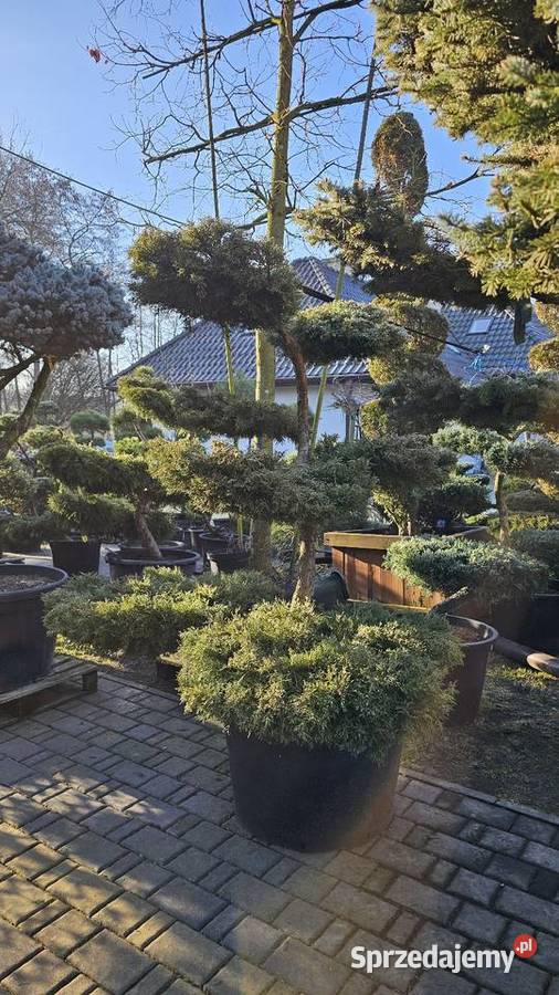 Bonsai rośliny formowane małopolskie Wieliczka sprzedam