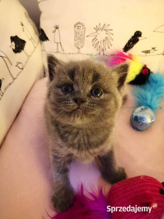 Kocurek brytyjski krótkowłosy dolnośląskie Oleśnica