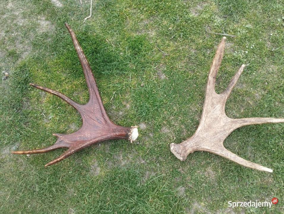 Rosochy 4 Pozostałe Zwierzęta lubelskie Tomaszów Lubelski