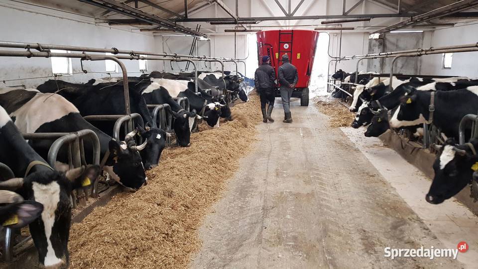 wóz paszowy nieuszkodzony wielkopolskie Swarzędz sprzedam