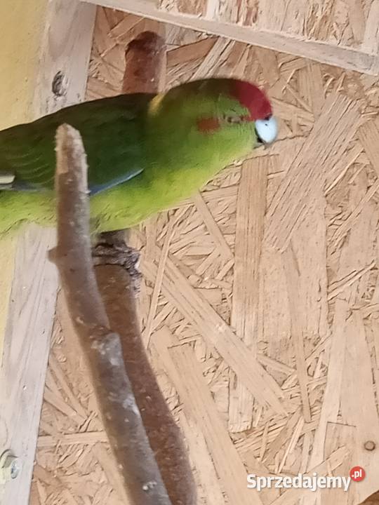 Sprzedam papugi Świergoty i Modrolotki kozy Nowa Bukówka