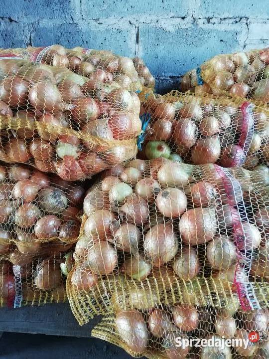Cebula w złotej łusce mazowieckie Nowe Gumino