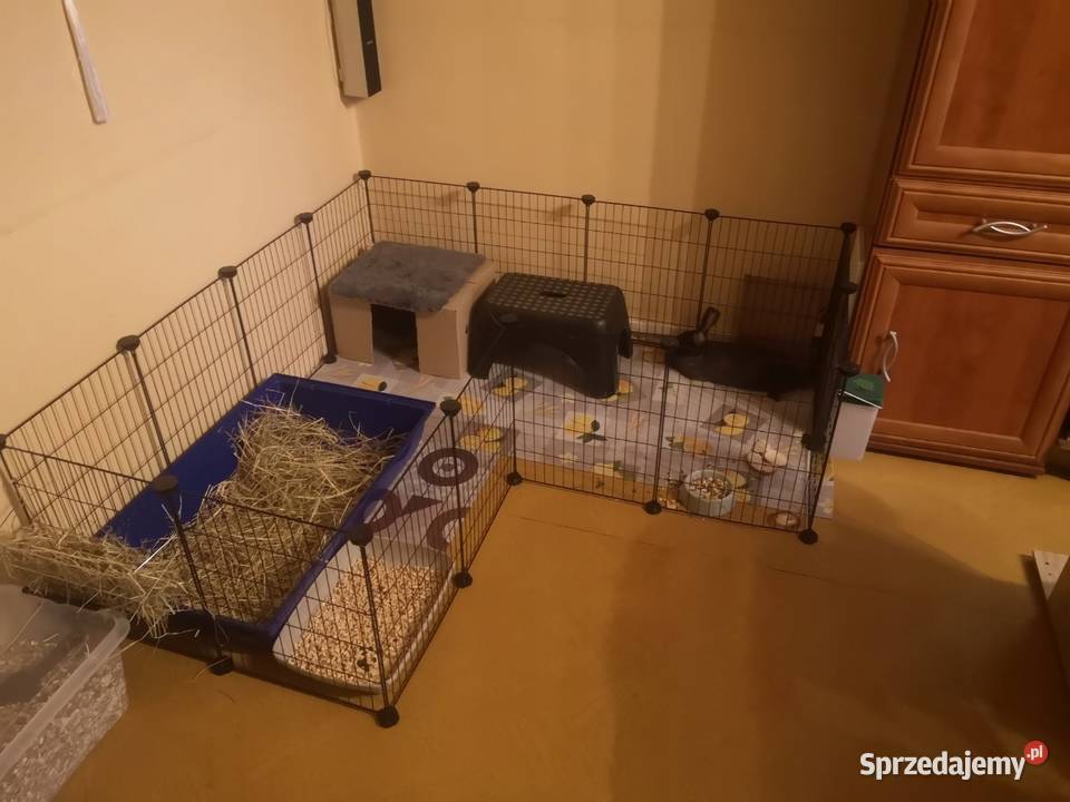 Kojec gryzoni klatka modułowa wybieg królika Dla gryzoni Rydzyna sprzedam