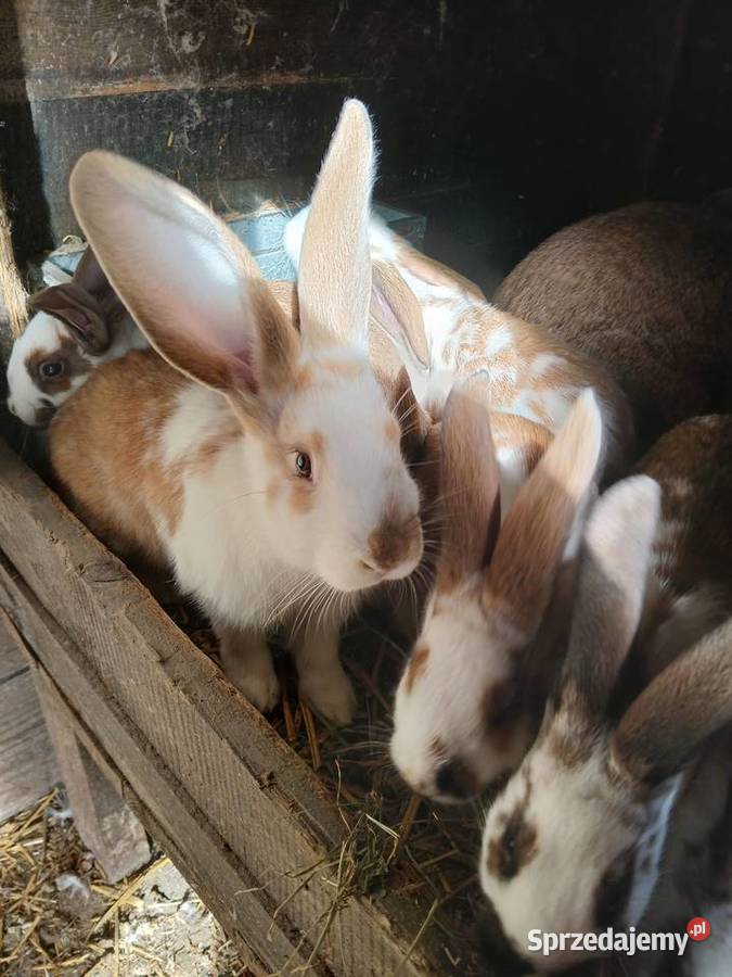 Młode króliki mieszańce szukają domu mazowieckie Paprotnia