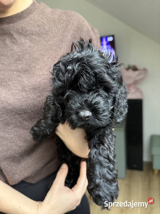 Cockapoo Piesek Tarnów