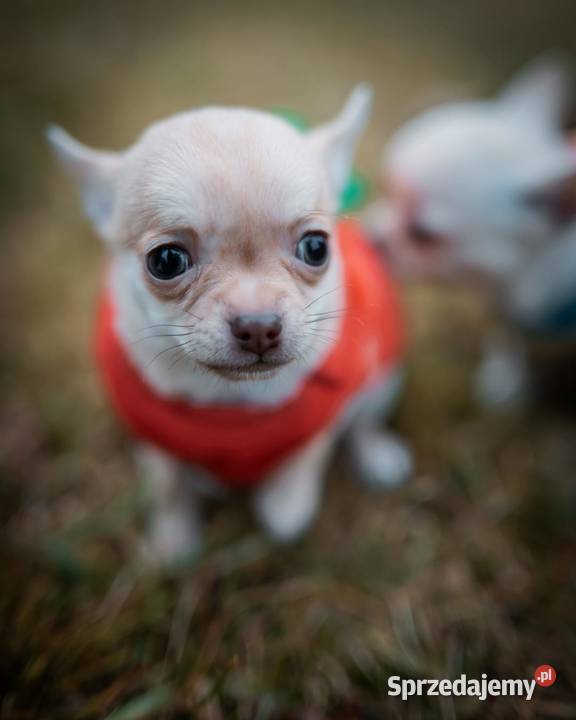 Szczenięta Chihuahua FCI Wwy Duży Dół